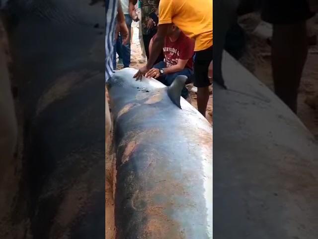 поймали акулу-людоедаA Russian man was eating by a tiger shark #акула #sea #море # #shark #шок