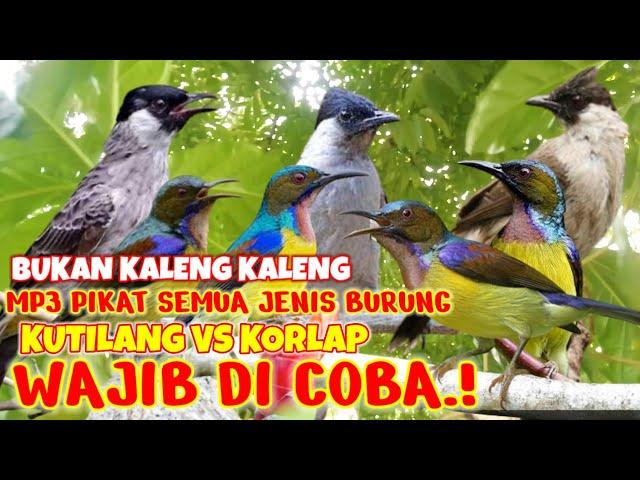 SUARA PIKAT KUTILANG RIBUT VS KORLAP  ||sudah pasti ngabisin semua jenis burung liar