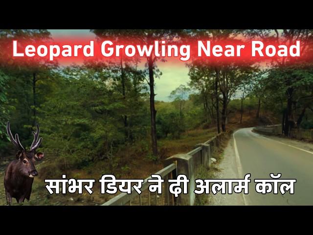 Tiger की Territory में Leopard का हड़कम्प | Growling | Jim Corbett