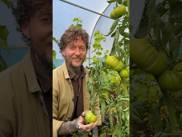 Make Green Tomato Chutney! 🫙 #garden #gardeningtips #vegetablegarden