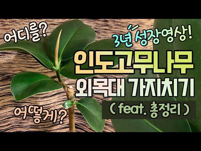 3년 성장영상가지치기 요령!🪴가지치기 원리 총정리인도 고무나무 키우기 꿀팁! (ft. 외목대, 삽목, 물꽂이초보자도 다 이해할 수 있어요!)