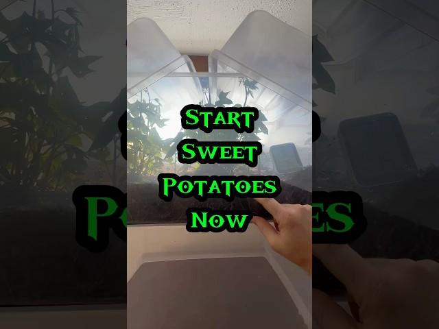 Grow Sweet Potatoes From THE STORE!!! #gardening #sweetpotato #seedstarting #gardeningtips