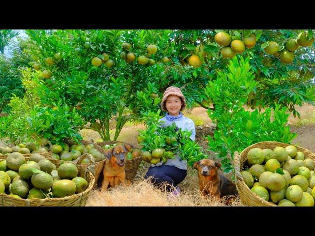 Harvesting Oranges Goes To Market Sell - Digging Soil to Plant Vegetables, Cooking | Tieu Lien