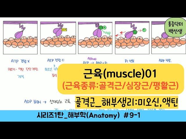 근육(muscle)_근육종류(골격근/심장근/평활근), 해부생리(근섬유/근원섬유/미오신/액틴)_해부학9-1