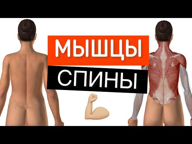 Почему болит спина и шея. Мышцы спины и шеи. Как двигаются мышцы спины и шеи?