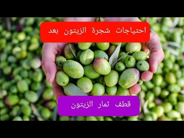 احتياجات شجرة الزيتون بعد قطف ثمار الزيتون
