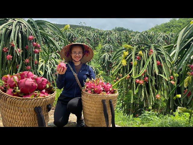 10 Hectares of giant dragon fruit garden, harvested for sale at the market