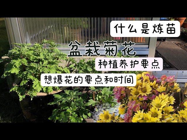 盆栽菊科Chrysantheme 北方地区（千头菊）四季养护要点和注意事项/如何做到爆花爆盆/初春是种植的关键/什么是植物炼苗/14.03.2022