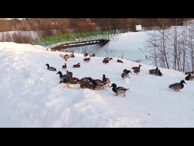 Нижнеивкино уткотерапия Н  Лудников