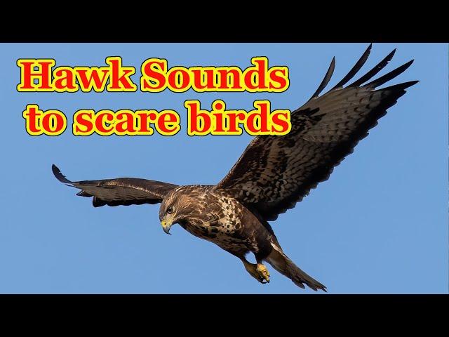 Hawk sounds to scare birds   7 hours