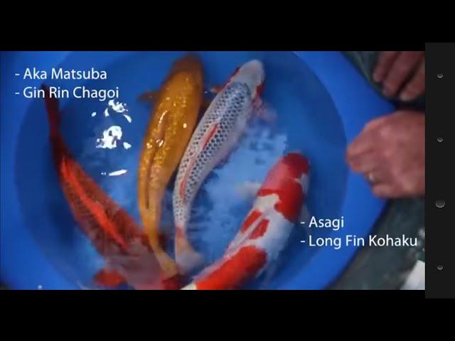 BUDIDAYA IKAN KOI DI JEPANG