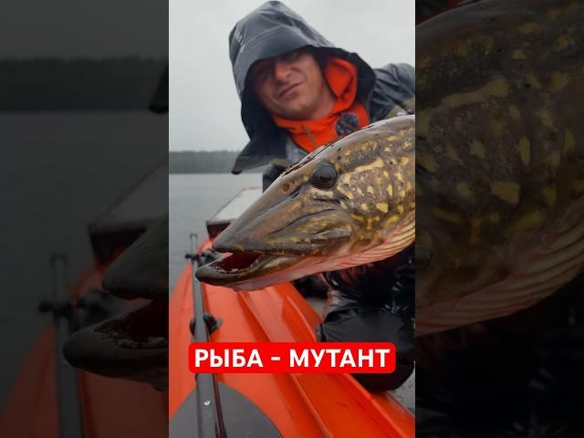 РЫБА - МУТАНТ!!!