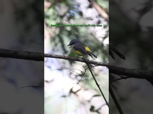 #birding #wildlife #nature