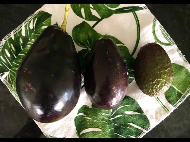 Mexicola Grande Avocado Tasting - Florida Grown Avocado