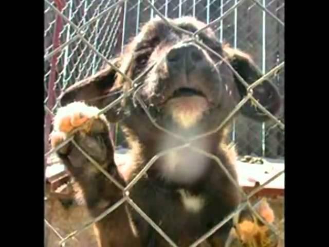 Opriti Eutanasierea Cainilor Maidanezi !  Stop Stray Dogs Euthanasia in Romania !