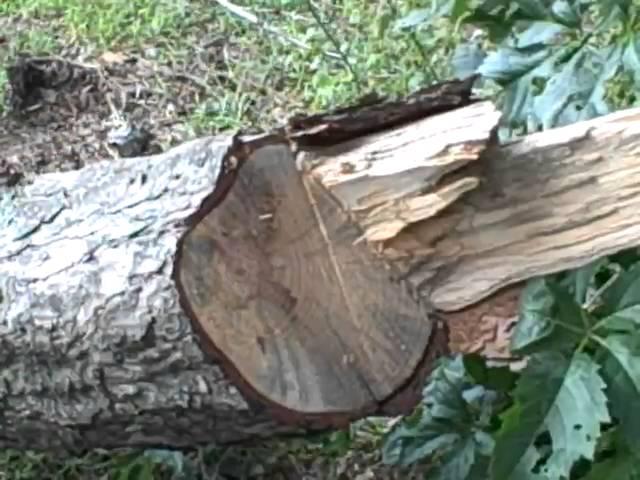 treetrimmer, removal of Mountain Pine beetle infected Pine tree in Wichita, Ks.