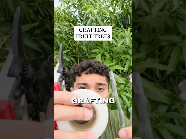 How To Graft Fruit Trees! (Grafting Mango Tree)