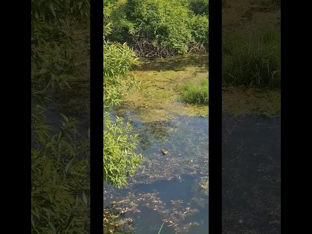 두꺼비 소리를 들어본 적 있나요? the sound of a toad on a spring day #toad #두꺼비 #연못#pond #asmr #asmrsound