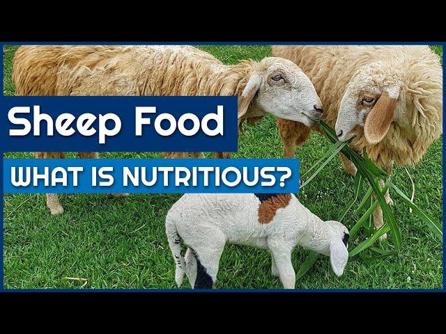 Nutritious Sheep Food for strong and healthy Sheep (Beginners Guide)