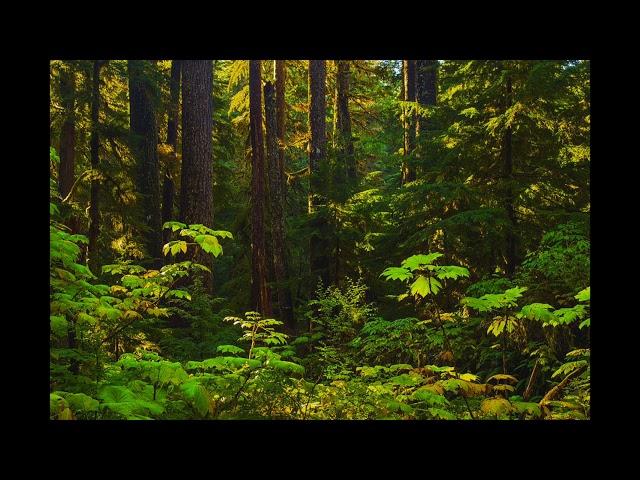 Forest Meditation