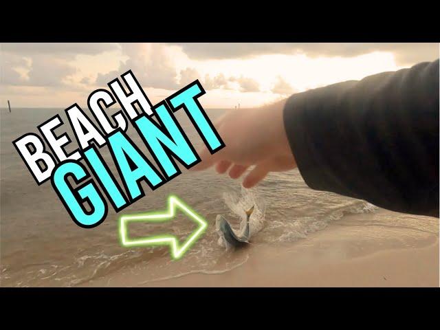 FINALLY Caught My Beach Giant!