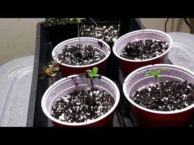 Gumps Greenhouse ( ultimate grow guide ep.1)