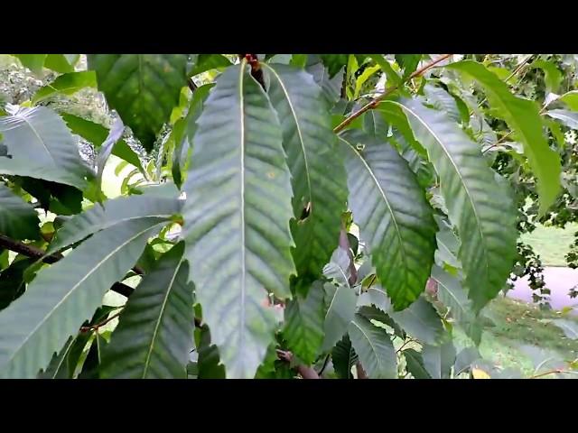 Capital Naturalist: American Chestnut