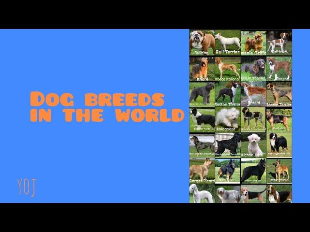 ALL DOG BREEDS IN THE WORLD