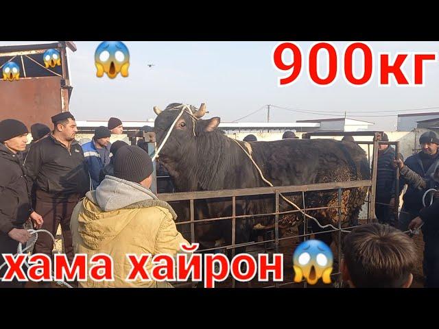 Калонтари бука дар Таджикистан Самый большой бык мир молбозори хучанд Худжанд #бык #бука