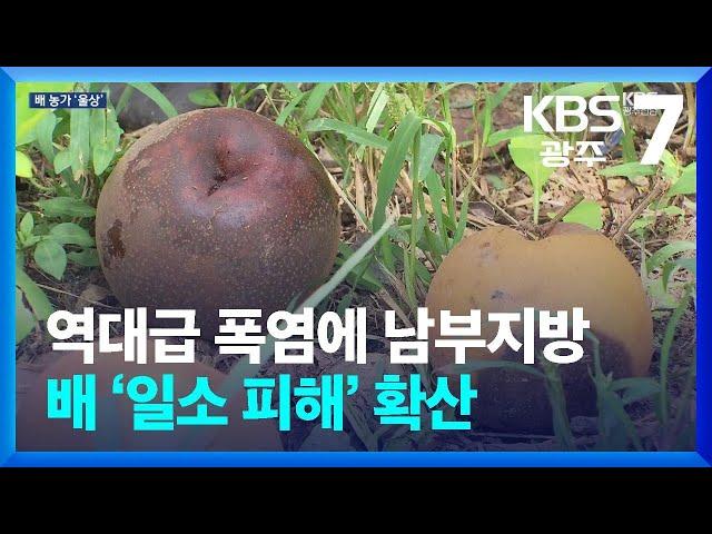 역대급 폭염에 남부지방 배 ‘일소 피해’ 확산 / KBS  2024.09.24.