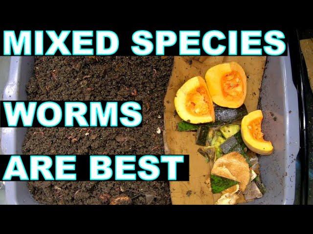 Mixed Worm Species Compost System Works the best- Lasagna Bin