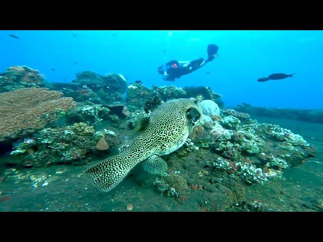 Starry Puffer Arothron stellatus