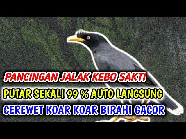 Pancingan jalak kebo Macet Paling Super Sakti Putar Sekali langsung cerewet Gacor suara besar