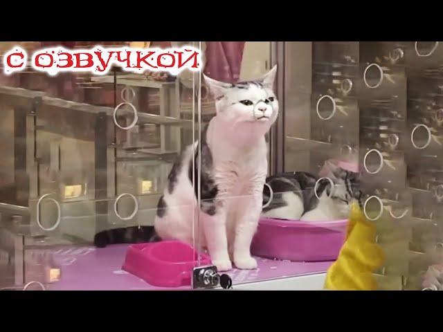 Funny Animal Videos 2023 - Funniest Dogs and Cats Videos #91