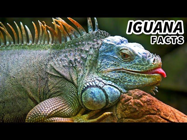 Green Iguana Facts: aka the ORANGE IGUANA | Animal Fact Files