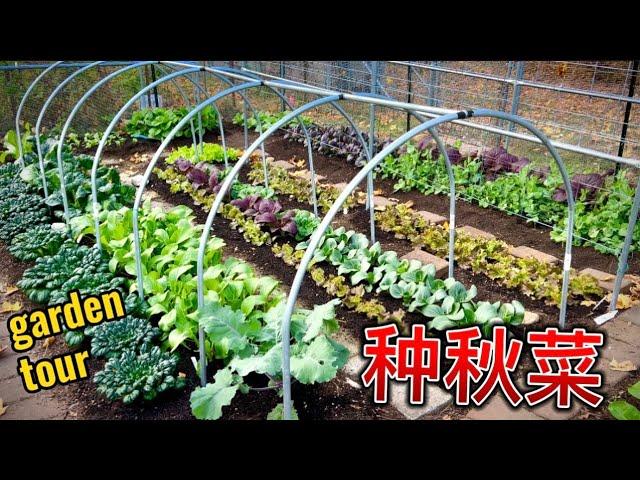 11月种什么？ 耐寒过冬蔬菜！fall vegetable garden tour 2024