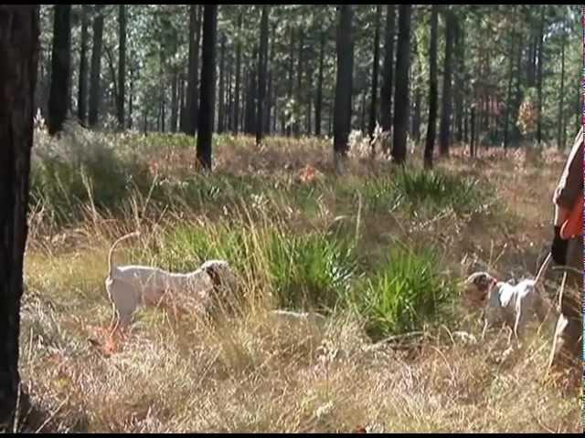 Outdoors with Joey Mines "Show 627" Quail Hunting @ Southern Woods