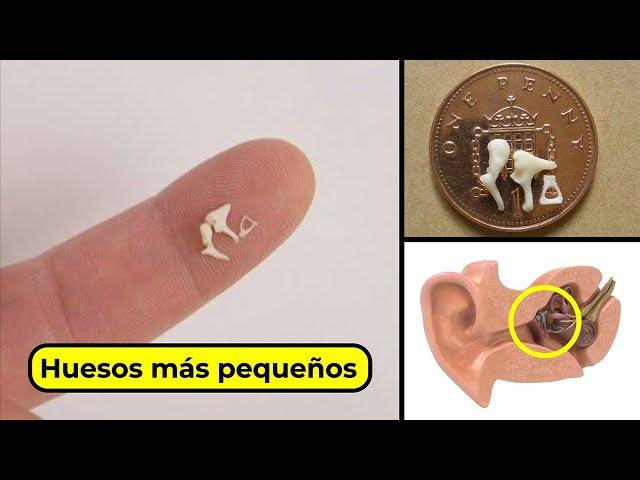 ¡Cosas Curiosas que no sabías! #20