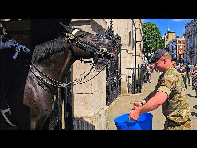 HORSE SMILES AS TROOPER BRINGS WATER on the HOTTEST DAY OF THE YEAR at Horse Guards!