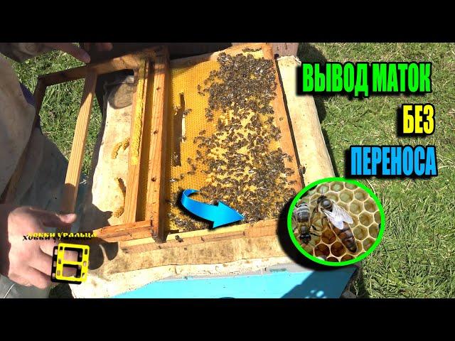 ВЫВОД ПЧЕЛИНЫХ МАТОК БЕЗ ПЕРЕНОСА ОТ "А" ДО "Я" ДЛЯ ЛЮБИТЕЛЕЙ, ДЛЯ НАЧИНАЮЩИХ ПЧЕЛОВОДОВ 24-16