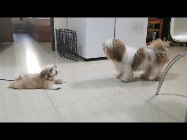 Shih Tzu Barking 1 (Molly and Loly)