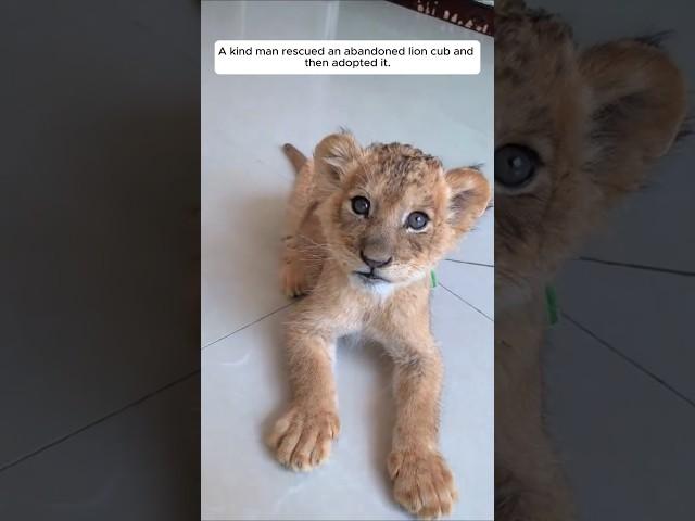 A kind man rescued an abandoned lion cub and then adopted it #animalshorts #shortvideo #lion