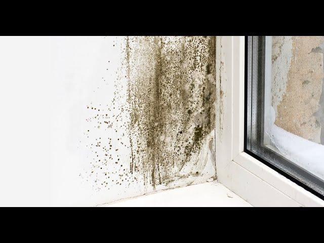 The Root Cause and Effect of Black Mould Indoors | Vortice - Interview