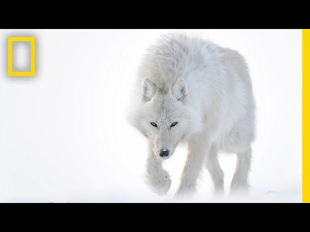 Photographer Captures Stunning Arctic Wildlife | Short Film Showcase