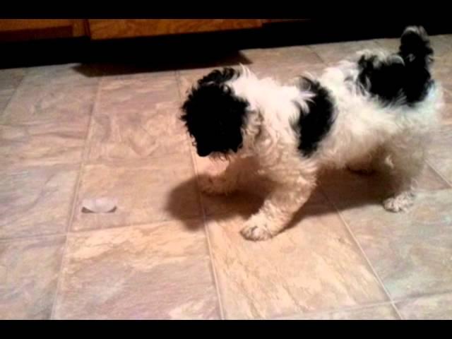 Cute puppy attacks scary ice cube