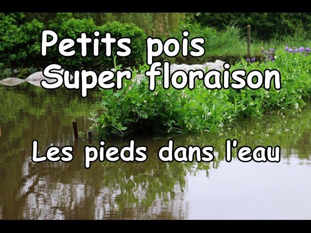 Floraison des petit pois super résultat mais inondation