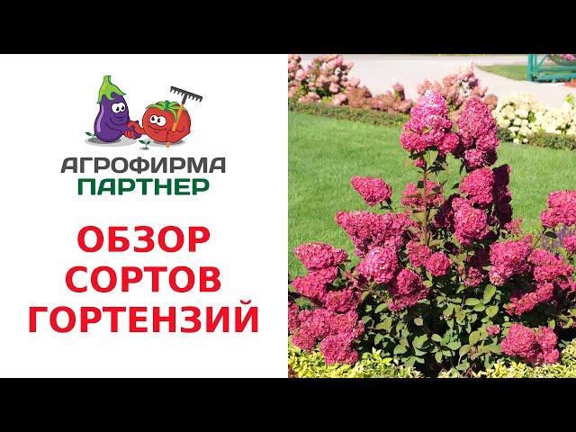ОБЗОР СОРТОВ ГОРТЕНЗИЙ