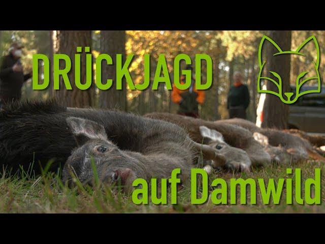 Drückjagd auf Damwild