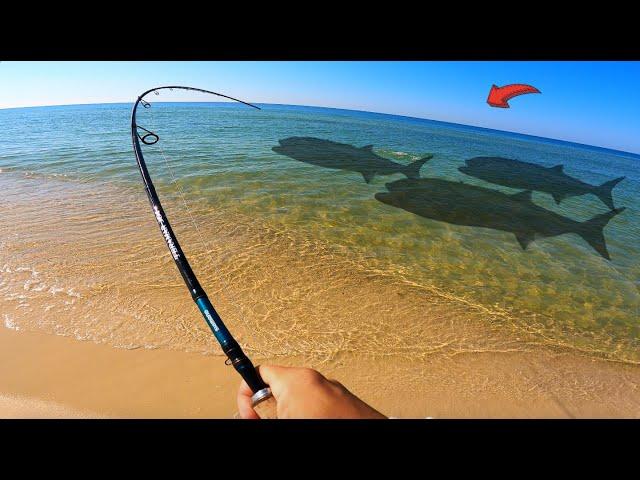 Fishing the Beach When 3 GIANTS Swam By! **BIGGEST EVER**