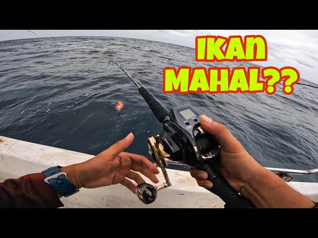 Gasak dengan cara Bottom Drift | Daiwa Seaborg G300JL